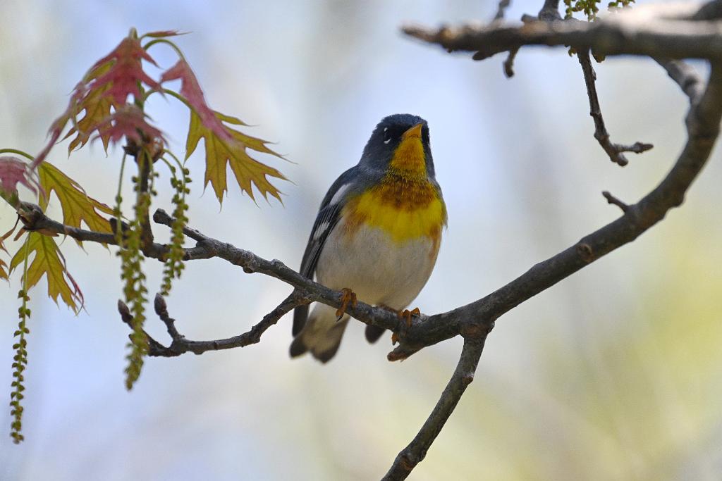 Warbler, Northern Parula, 2025-05077501 Parker River NWR, MA.JPG - Northern Parula. Parker River National Wildlife Refuge, MA, 5-7-2025